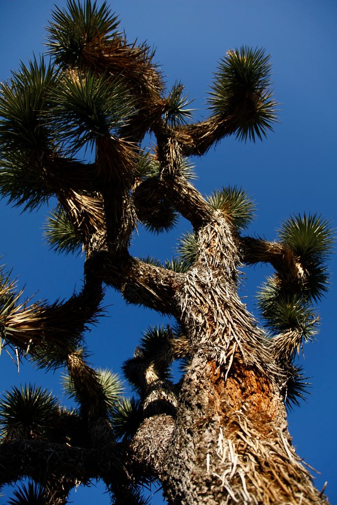 Close up of a Joshua Tree.  The "bark"
	was rather unusual.