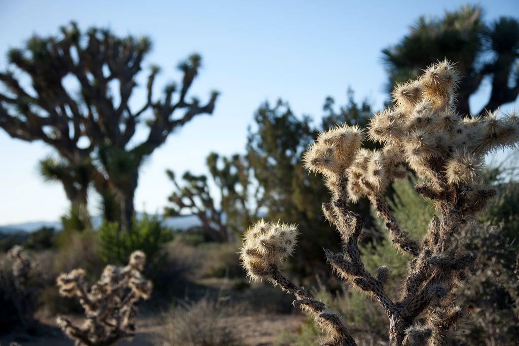 The chollo and joshua trees resemble each other.